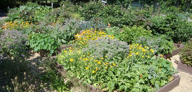 L’association des plantes au potager – L'Harmony des jardins